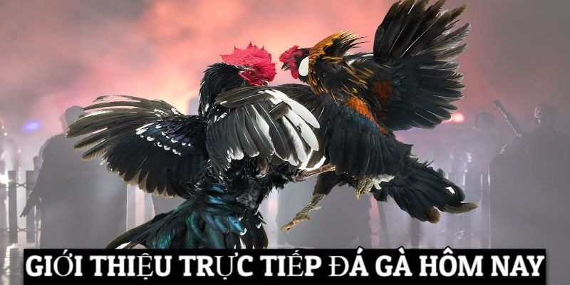 Sơ lược về trực tiếp đá gà hôm nay tại 8XBET