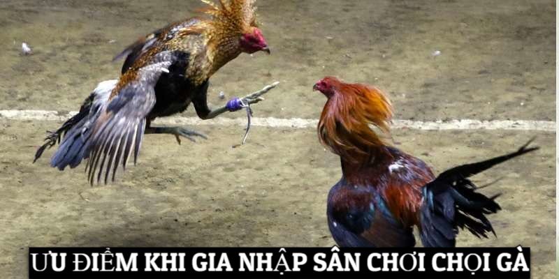 Ưu điểm khi gia nhập sân chơi chọi gà trực tiếp