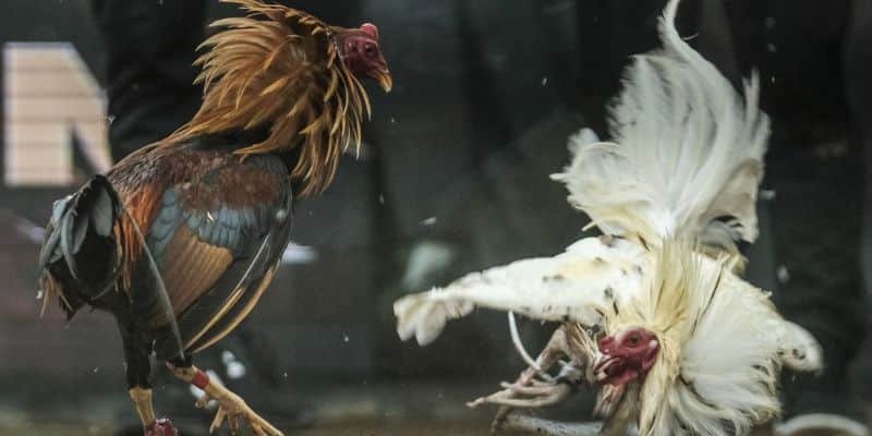 Đá gà cựa sắt và cựa dao là 2 hình thức đấu phổ biến nhất hiện nay