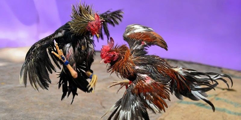 8XBET đảm bảo sân chơi cá cược an toàn tuyệt đối